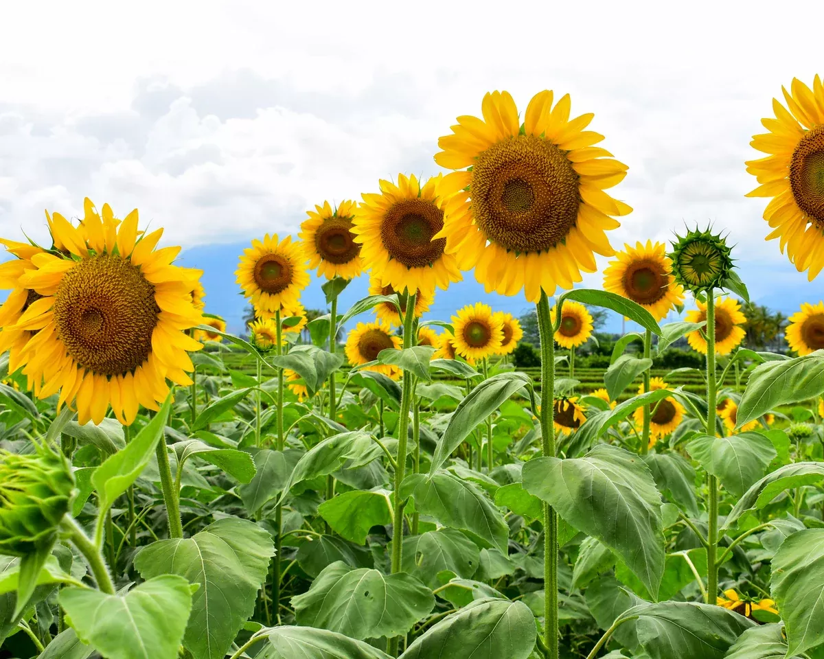 mammoth-russian-sunflower-seeds Mammoth Russian Sunflower Seeds