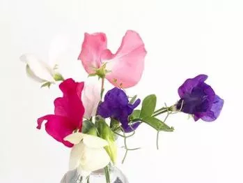 Mammoth Sweet Pea Mix