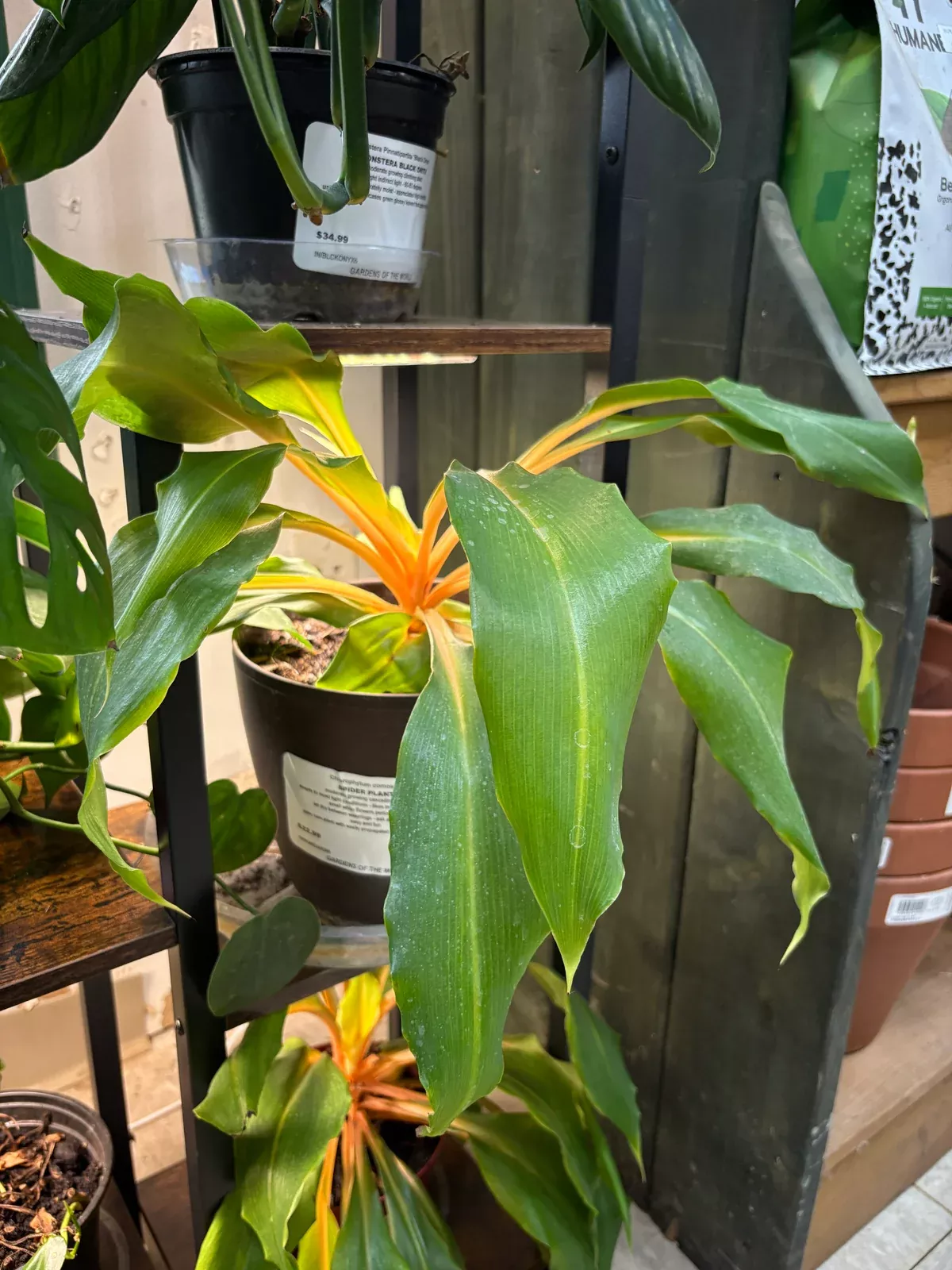 mandarin-orange-spider-plant Mandarin Orange Spider Plant
