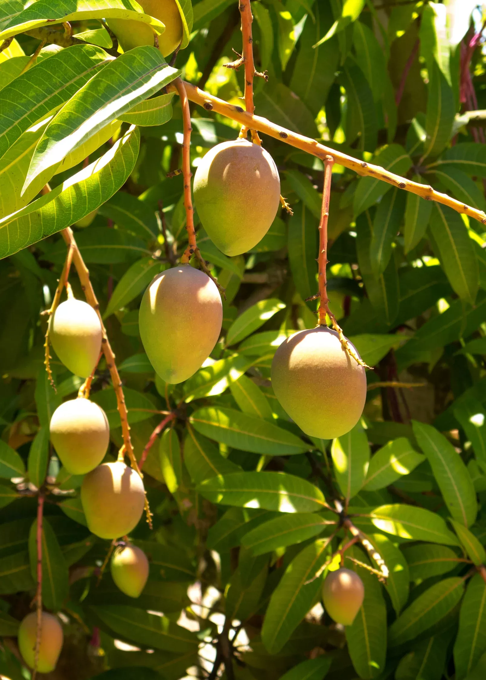 mango-carrie-mangifera-indica Mango 'Carrie' (Mangifera indica)
