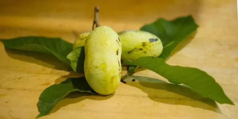 mango-paw-paw Mango Paw Paw