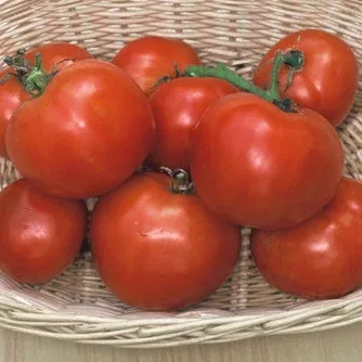 manitoba-tomato Manitoba Tomato