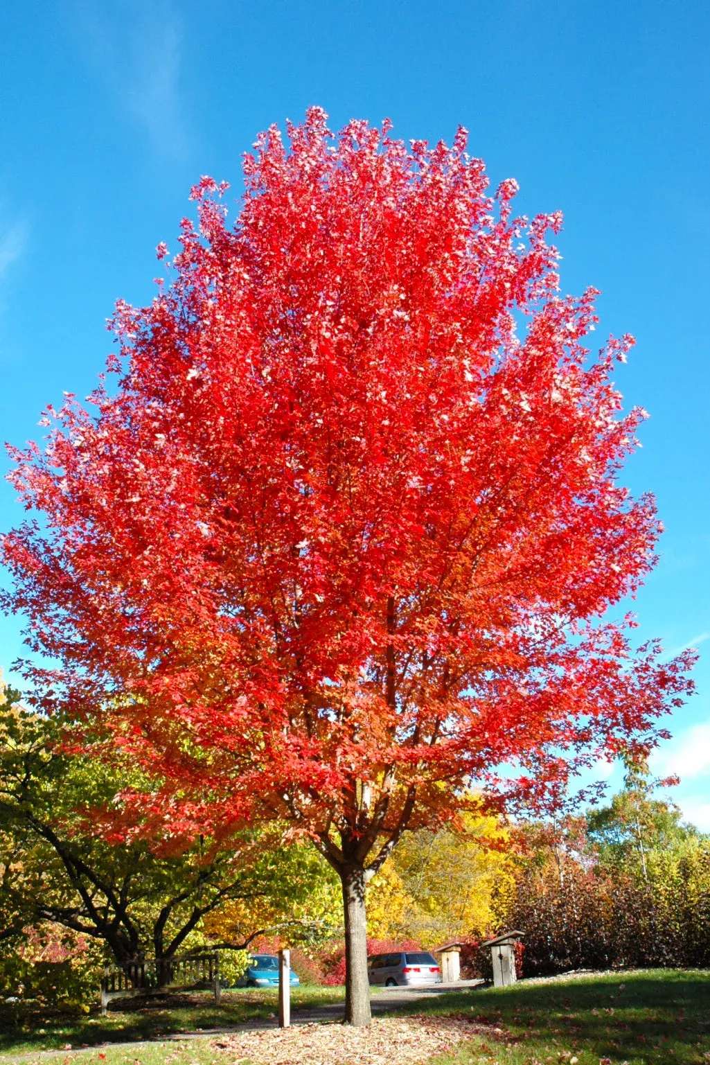 maple-autumn-blaze Maple 'Autumn Blaze'
