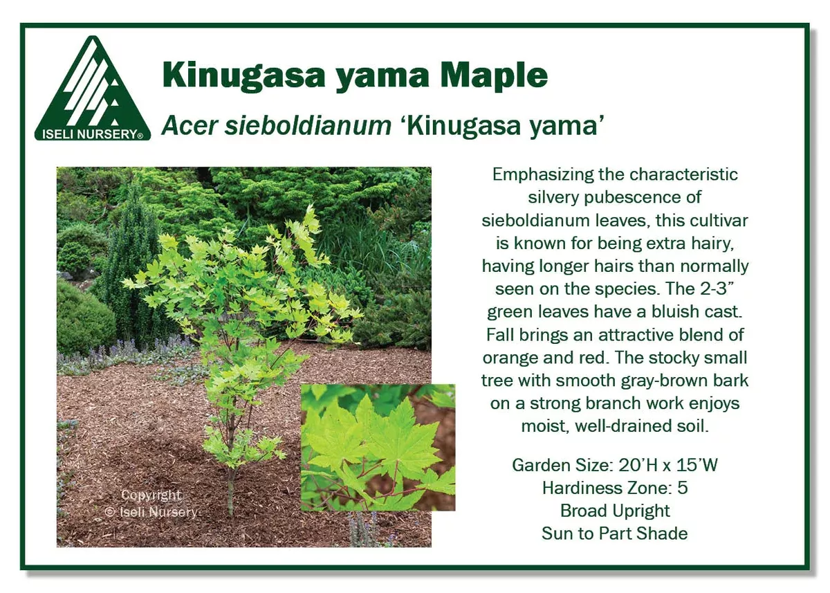 maple-kinugasa-yama-6-gal-is Maple: 'Kinugasa yama' - 6 Gal (IS)