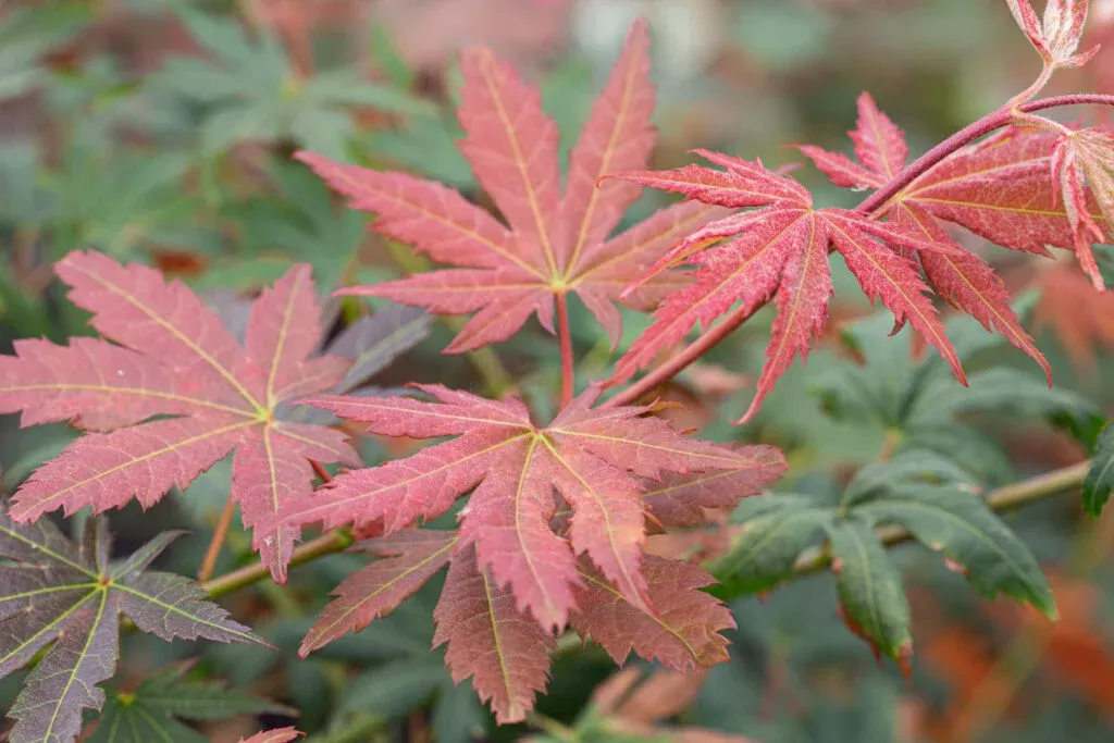 maple-north-wind-3-gal-is Maple: 'North Wind' - 3 Gal (IS)