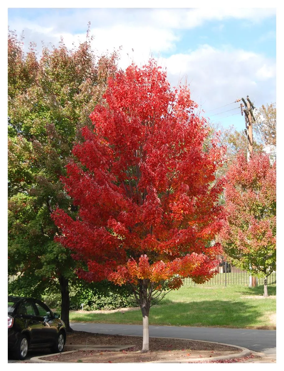 maple-red-rocket-5-gal-bl Maple:'Red Rocket' - 5 Gal (BL)