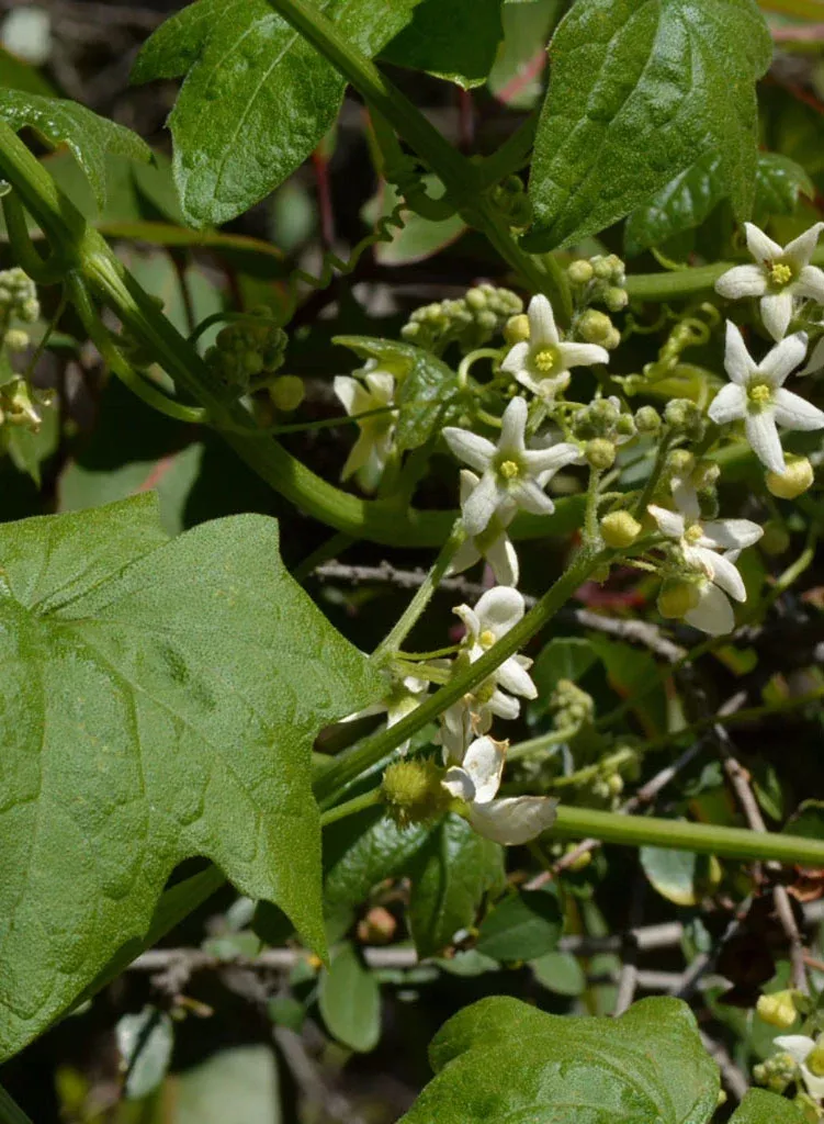 marah-macrocarpa Marah macrocarpa
