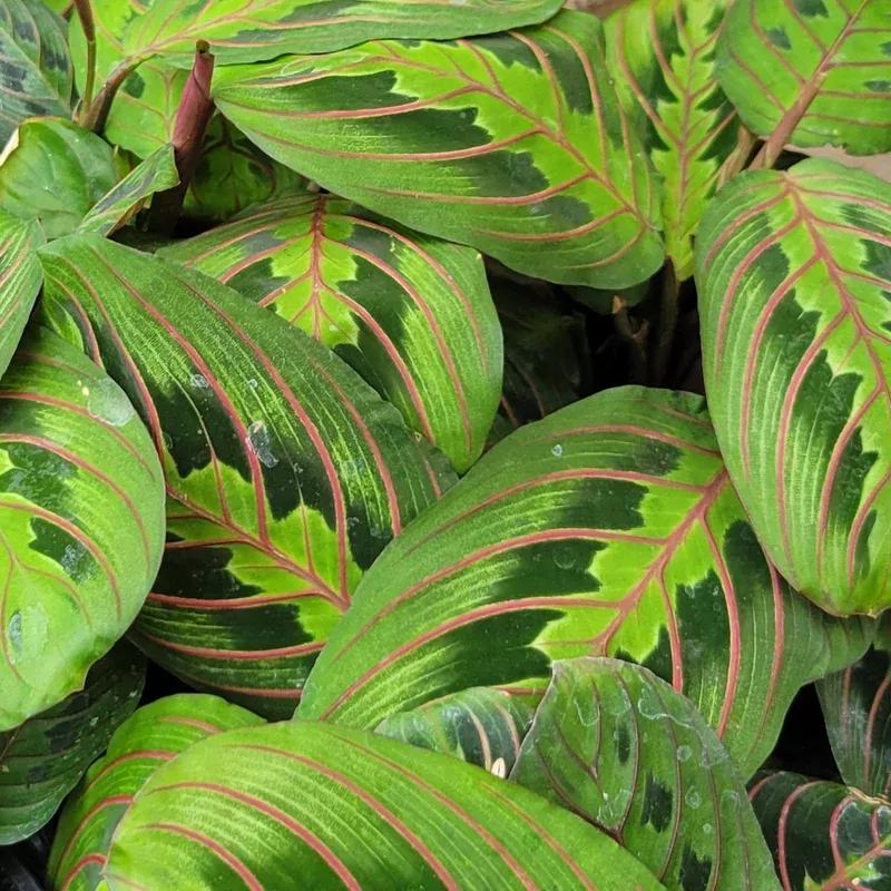 maranta-red Maranta Red
