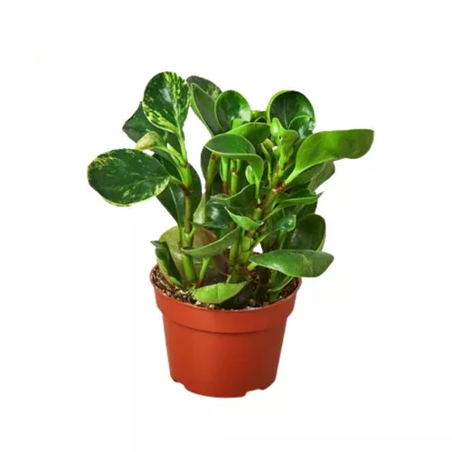 marble-peperomia Marble Peperomia