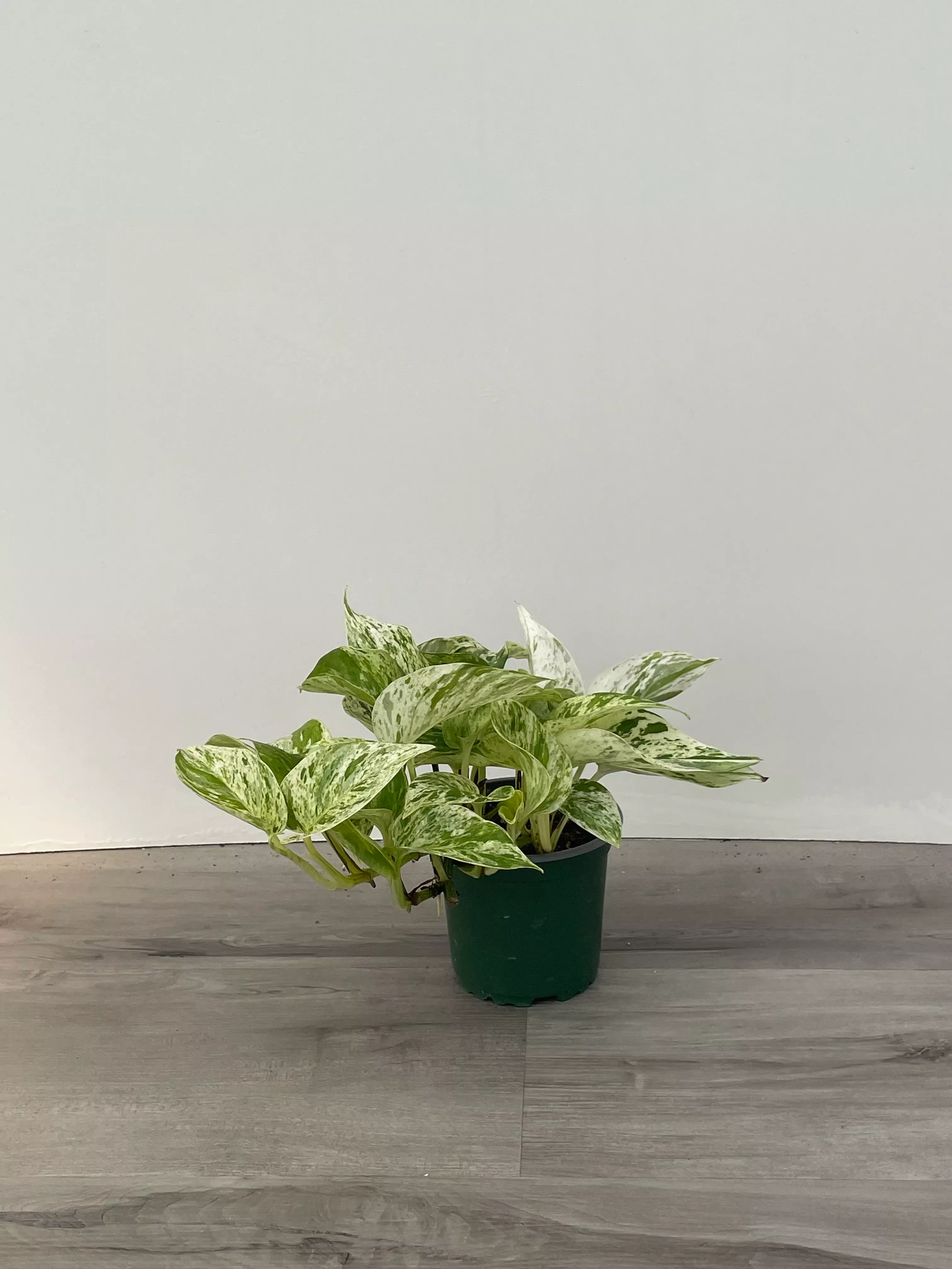 marble-queen-pothos Marble Queen Pothos