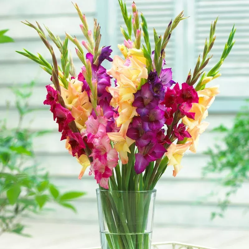 mardi-gras-gladiolus-mix Mardi Gras Gladiolus Mix