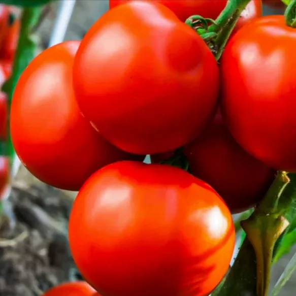 marglobe-tomato Marglobe Tomato