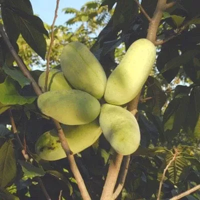 maria-s-joy-paw-paw Maria’s Joy Paw Paw