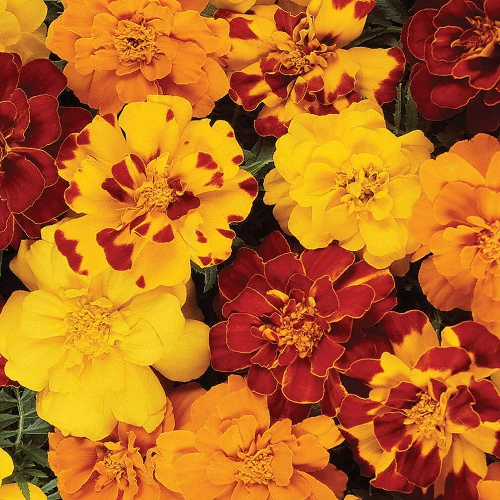 Marigold 'Durango Outback Mix'
