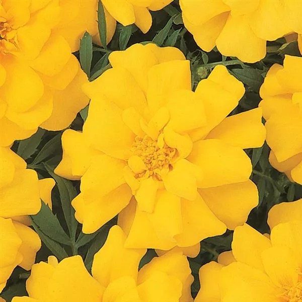 marigold-durango-yellow Marigold 'Durango Yellow'