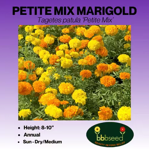 Marigold, Petite Mix – Tagetes patula ‘Petite Mix’