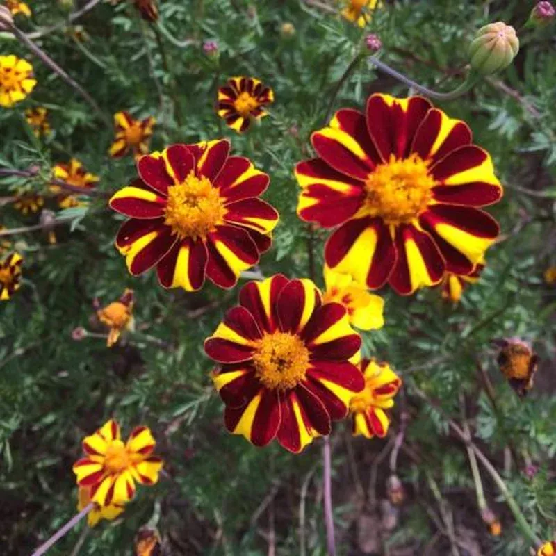 Marigold: Pinwheel
