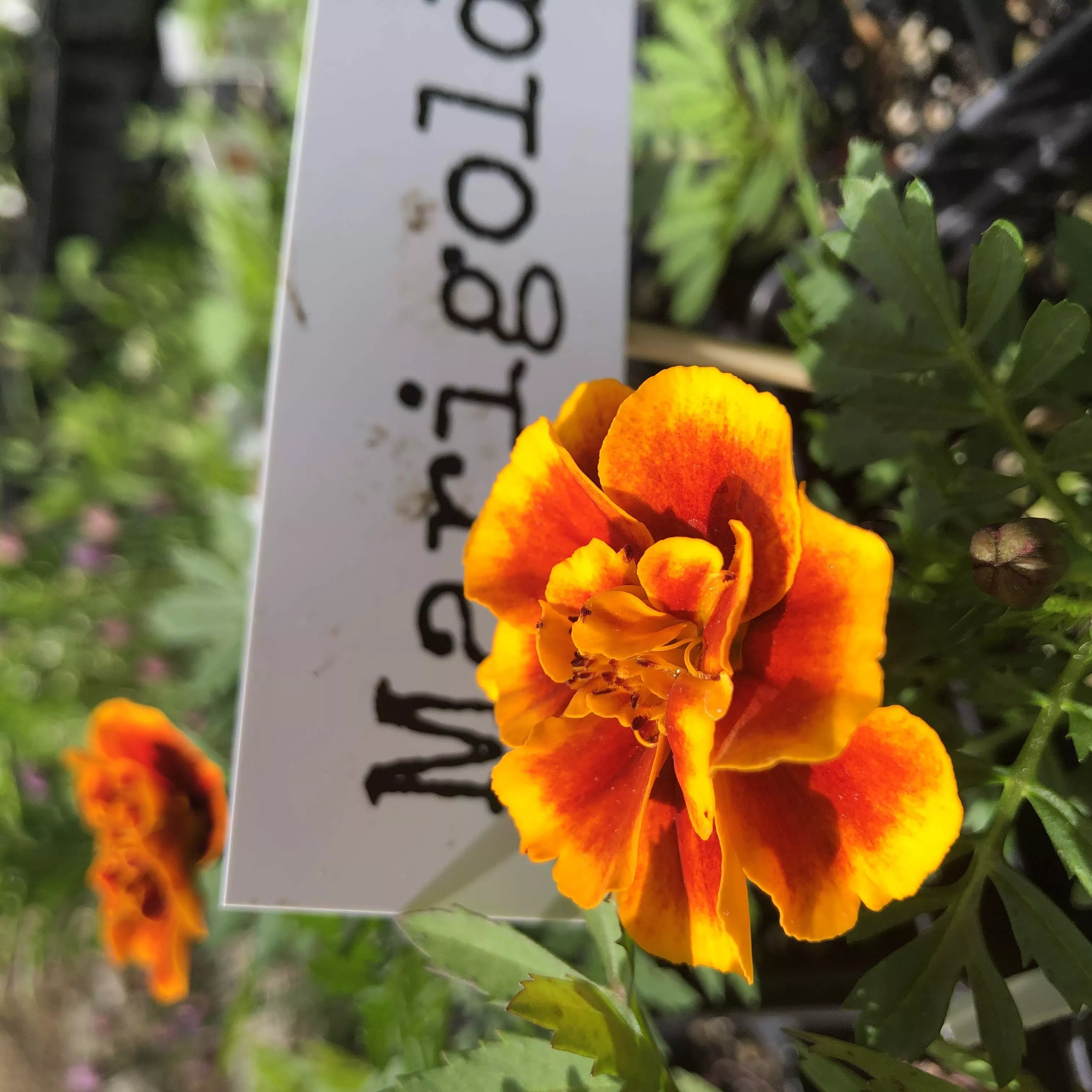 Marigold: Queen Sophia