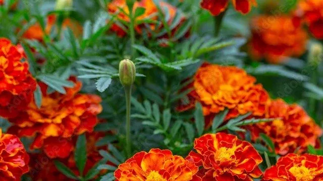 Marigold Seedling, Red Queen Sophia