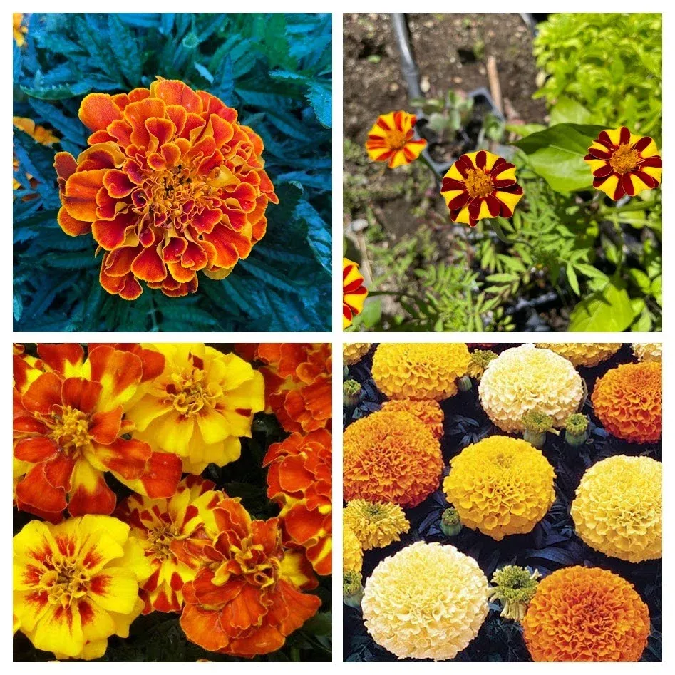 marigold-variety-4-pack Marigold Variety 4-pack