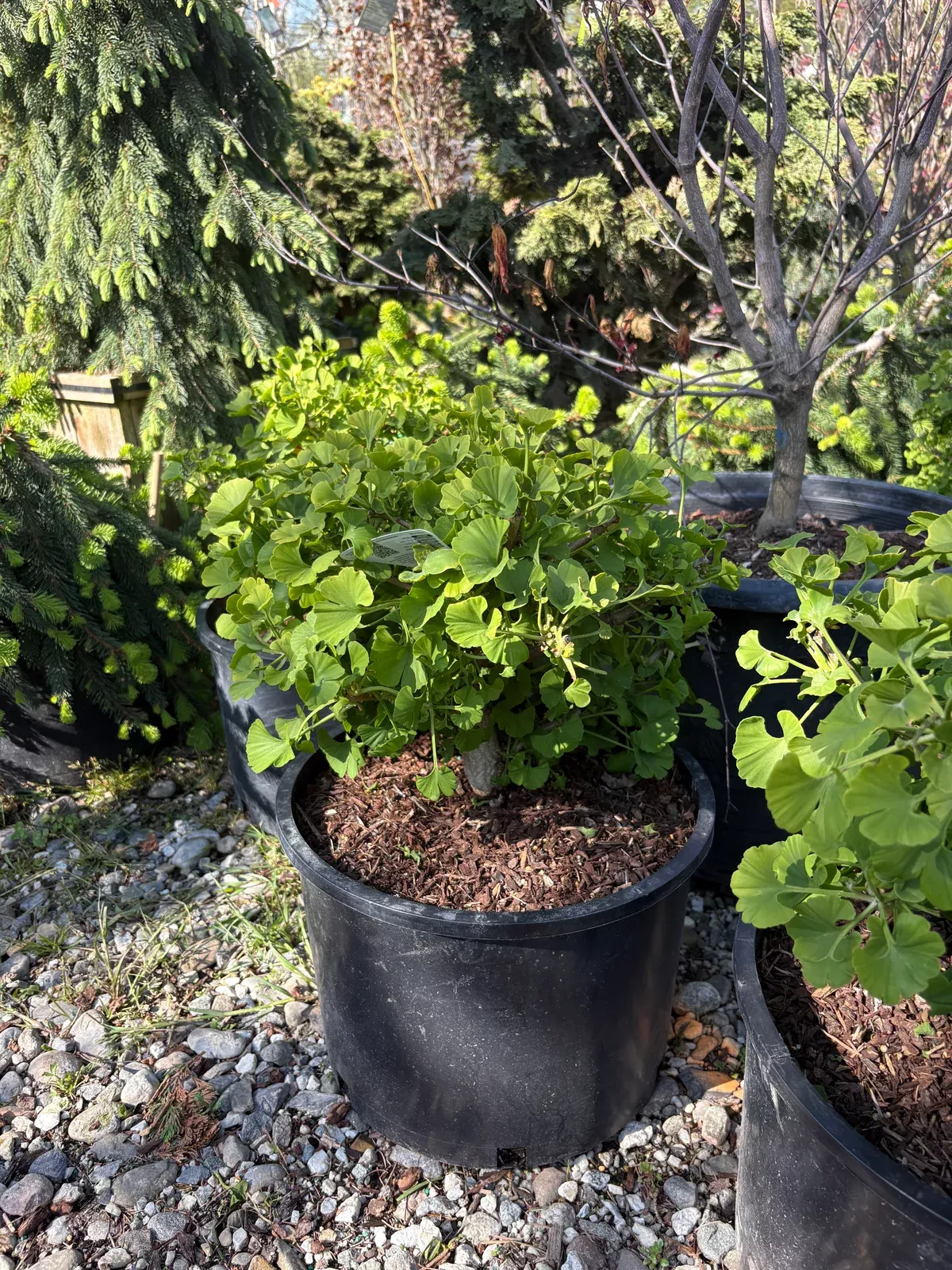 mariken-ginkgo Mariken Ginkgo
