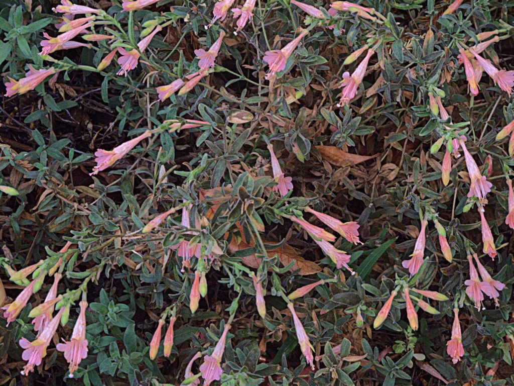 marin-pink-california-fuchsia Marin Pink California Fuchsia
