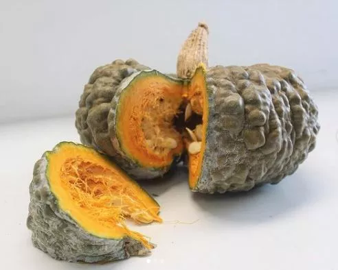 Marina Di Chioggia Squash
