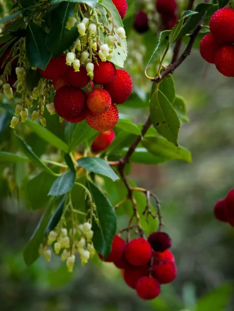 marina-strawberry-tree Marina Strawberry Tree