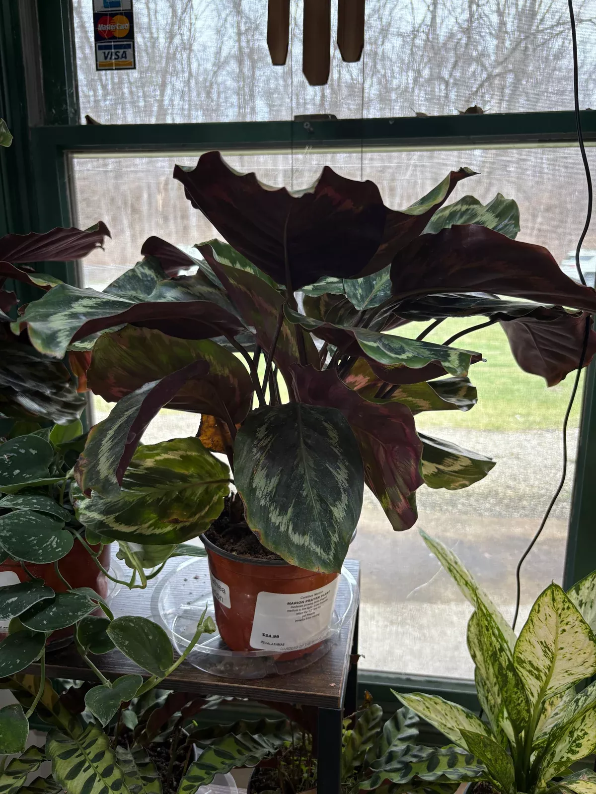 marion-prayer-plant Marion Prayer Plant