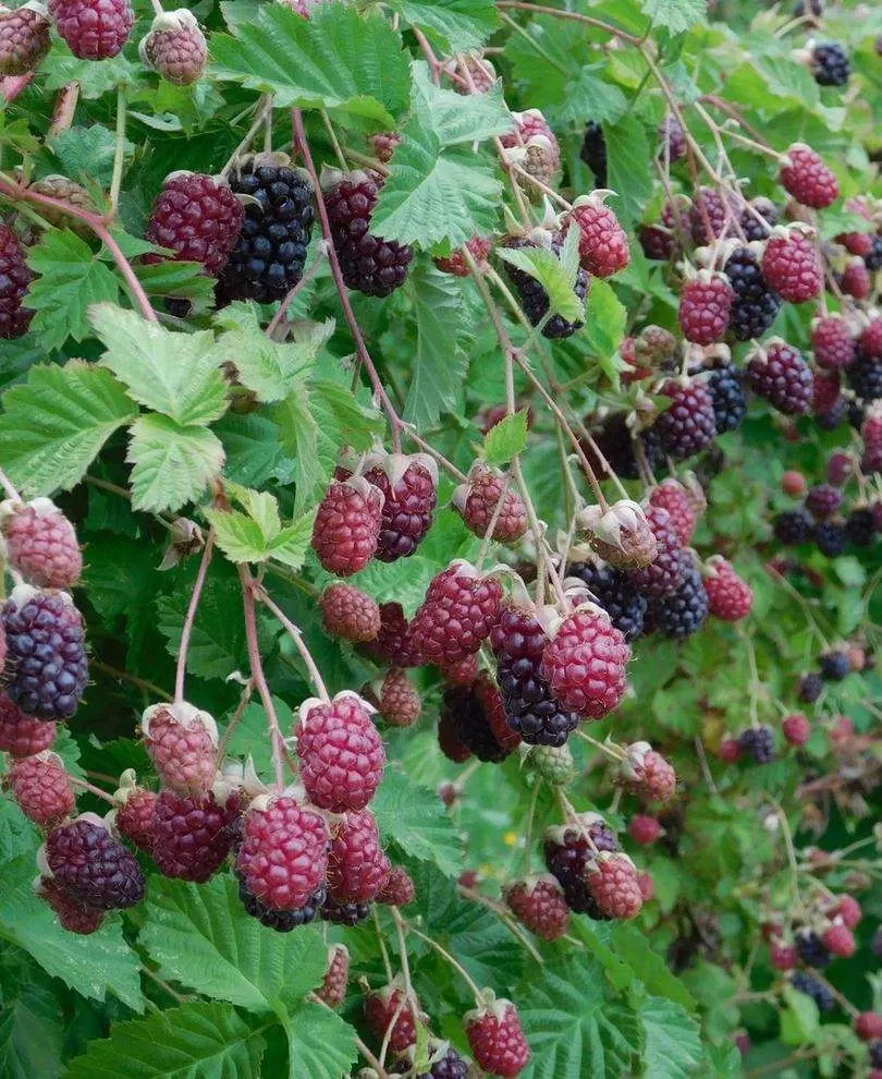 marionberry Marionberry