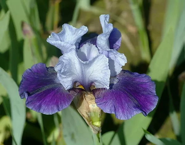 Mariposa Wizard