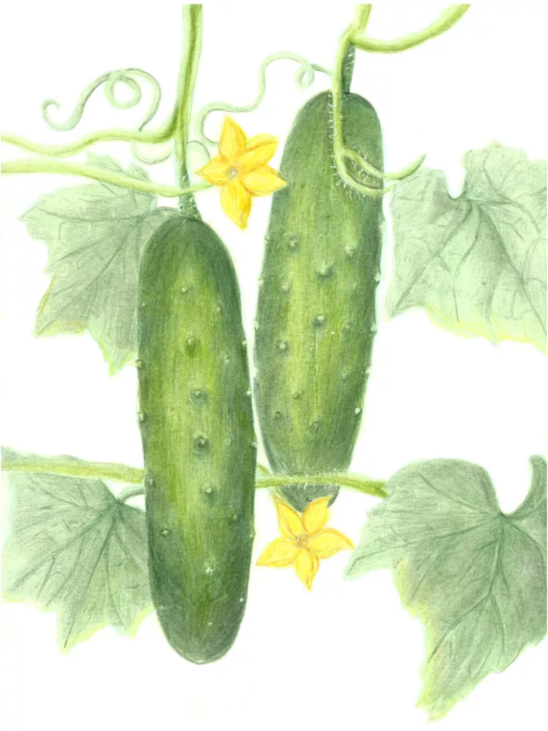Marketmore 76 Cucumber
