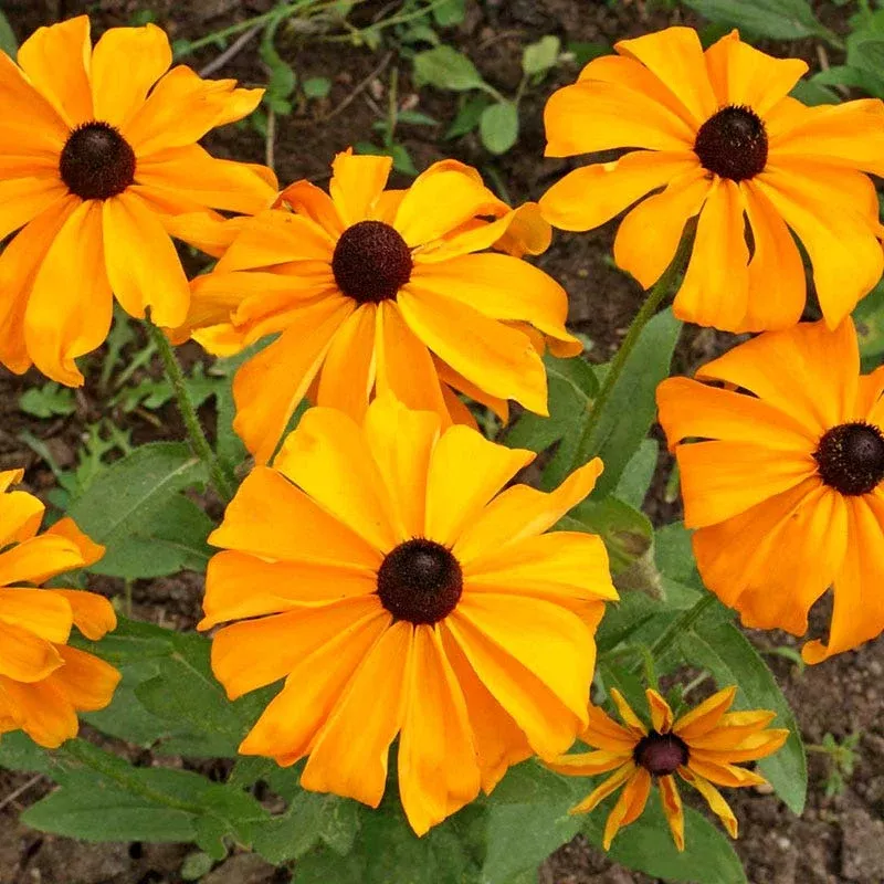 marmalade-black-eyed-susan-seeds Marmalade Black Eyed Susan Seeds