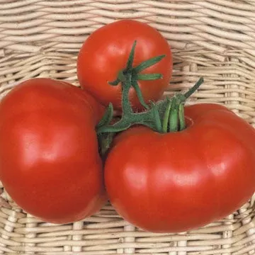 Marmande VF Tomato