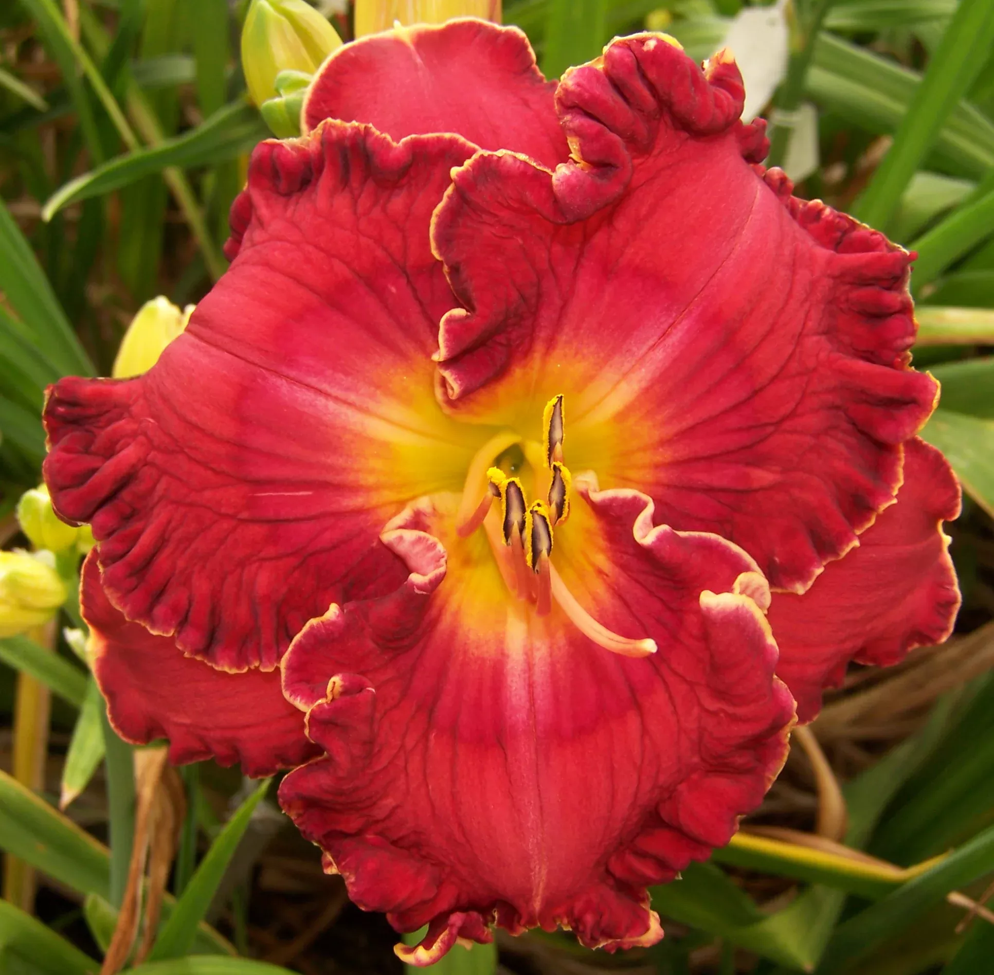 Marriage Vows (Daylily)