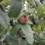 marron-medlar Marron™ Medlar