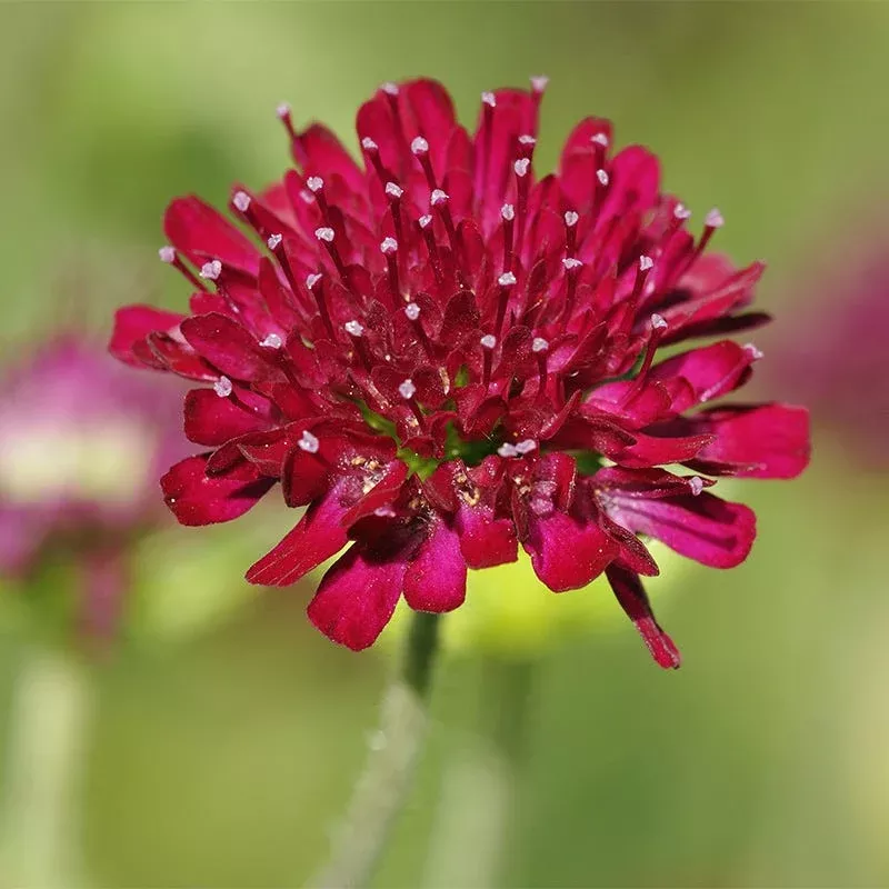 mars-midget-pincushion-flower Mars Midget Pincushion Flower