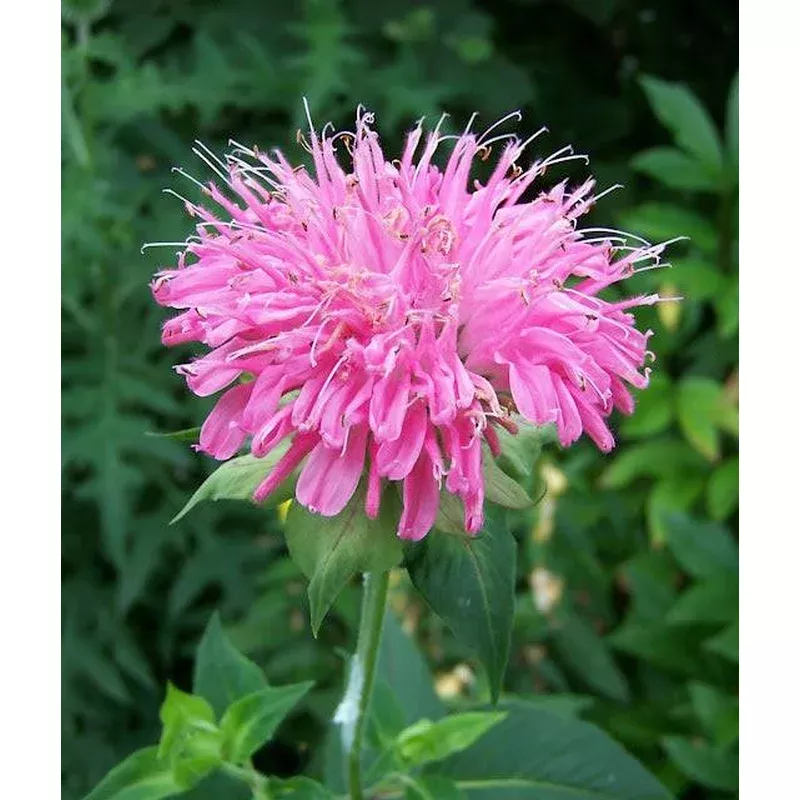 marshall-s-delight-beebalm Marshall's Delight Beebalm