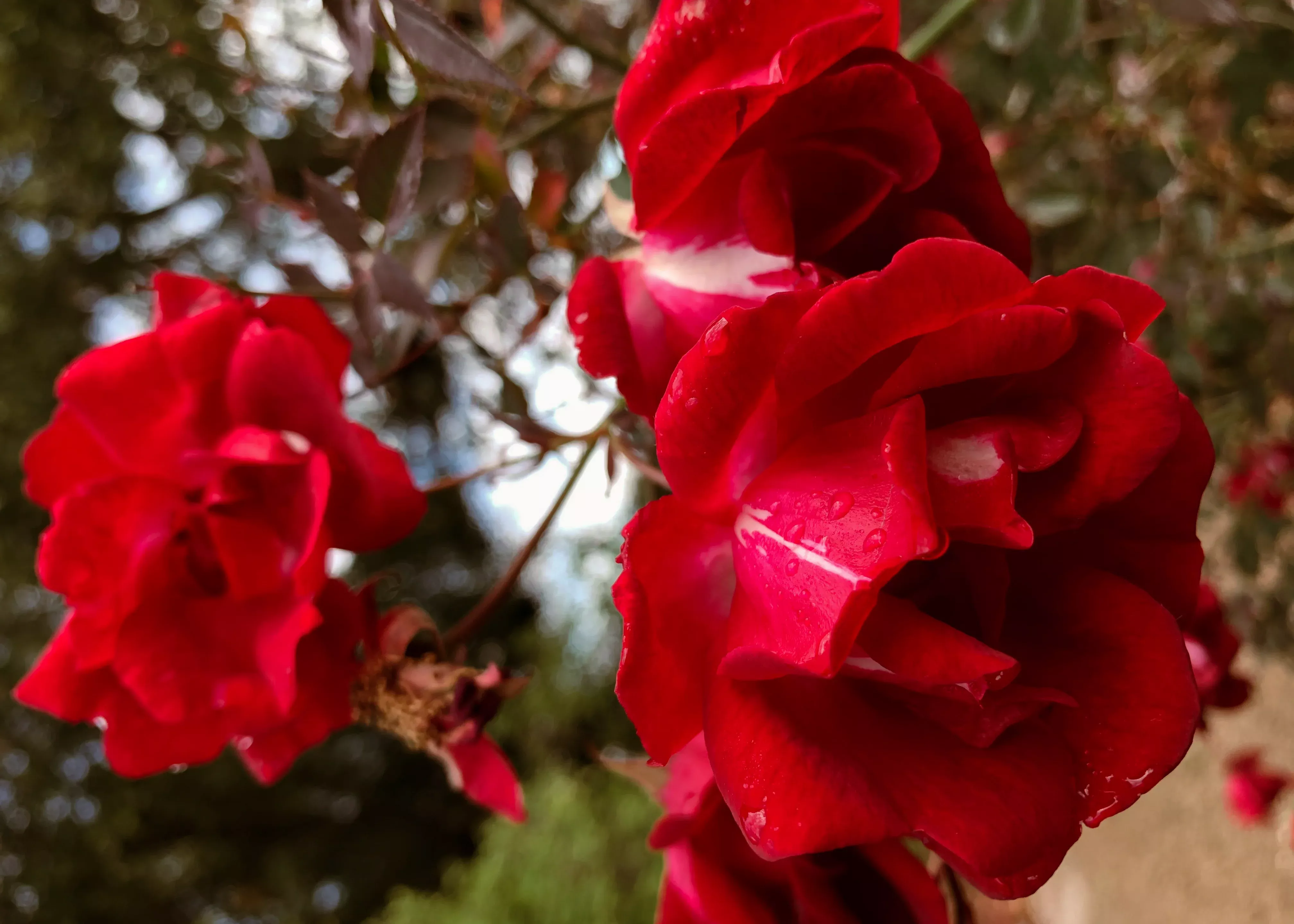 martha-gonzales-rose Martha Gonzales Rose