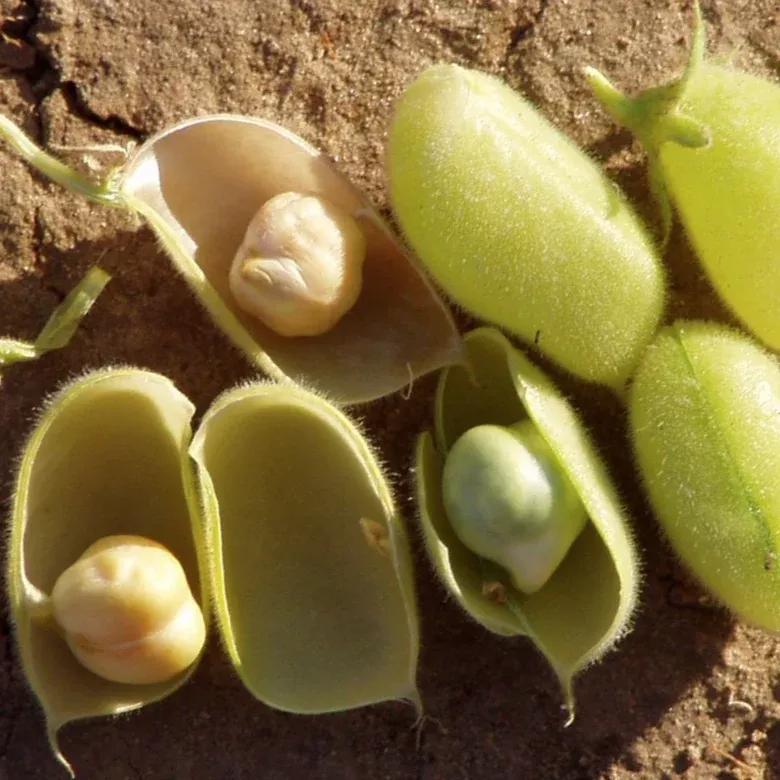 marvel-chickpea-organic Marvel Chickpea - Organic