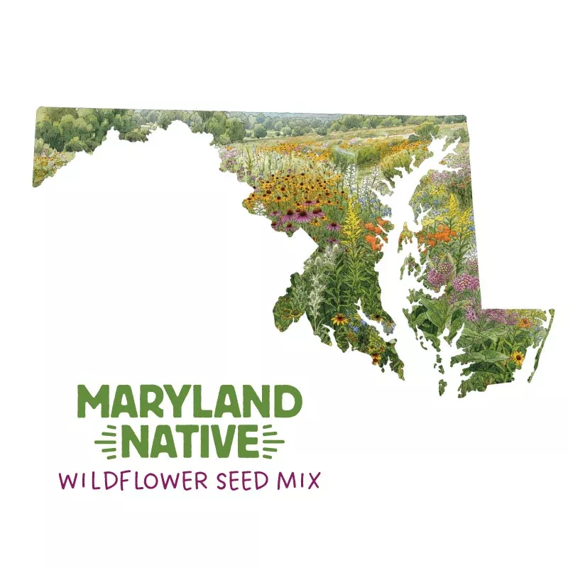 maryland-native-wildflower-seed-mix Maryland Native Wildflower Seed Mix