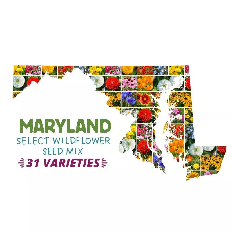 maryland-select-wildflower-seed-mix Maryland Select Wildflower Seed Mix