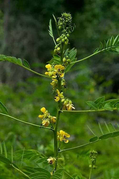 maryland-wild-senna Maryland Wild Senna