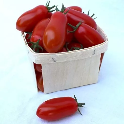 marzito-tomato-seeds Marzito Tomato Seeds