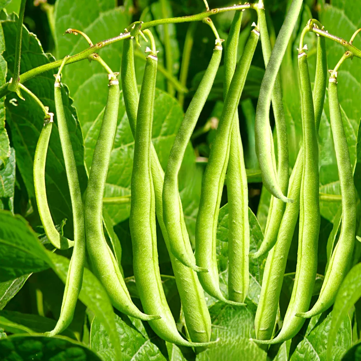masai-french-filet-bean-haricot-vert Masai French Filet Bean (Haricot Vert)