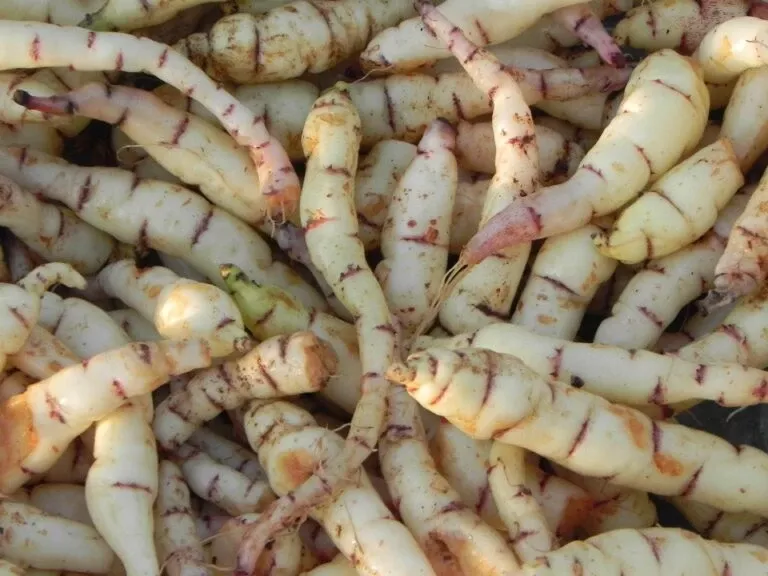 mashua-tubers Mashua Tubers