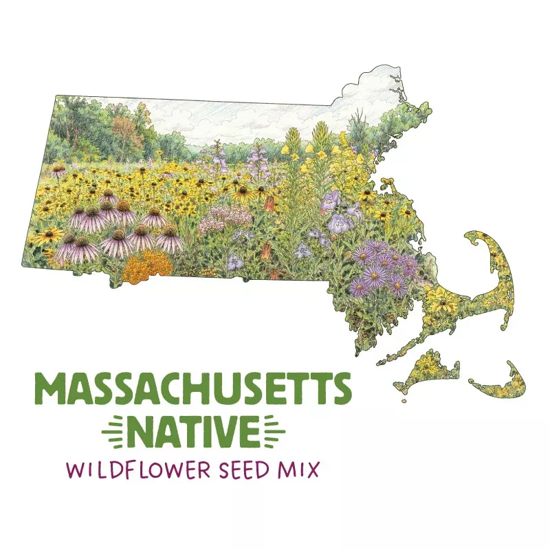 massachusetts-native-wildflower-seed-mix Massachusetts Native Wildflower Seed Mix