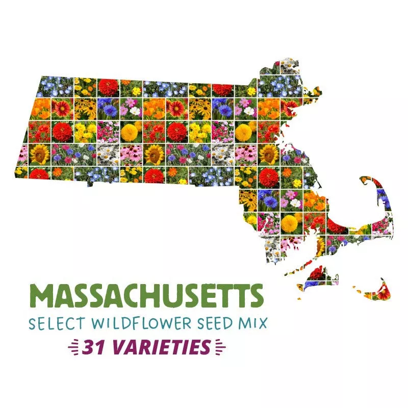 massachusetts-select-wildflower-seed-mix Massachusetts Select Wildflower Seed Mix