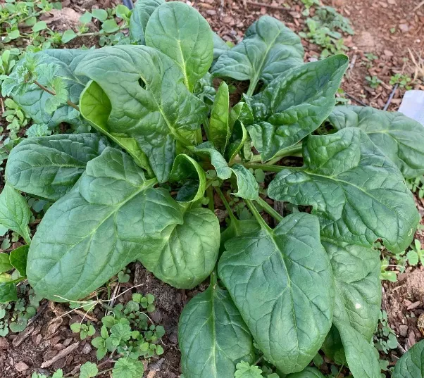 Matador Spinach