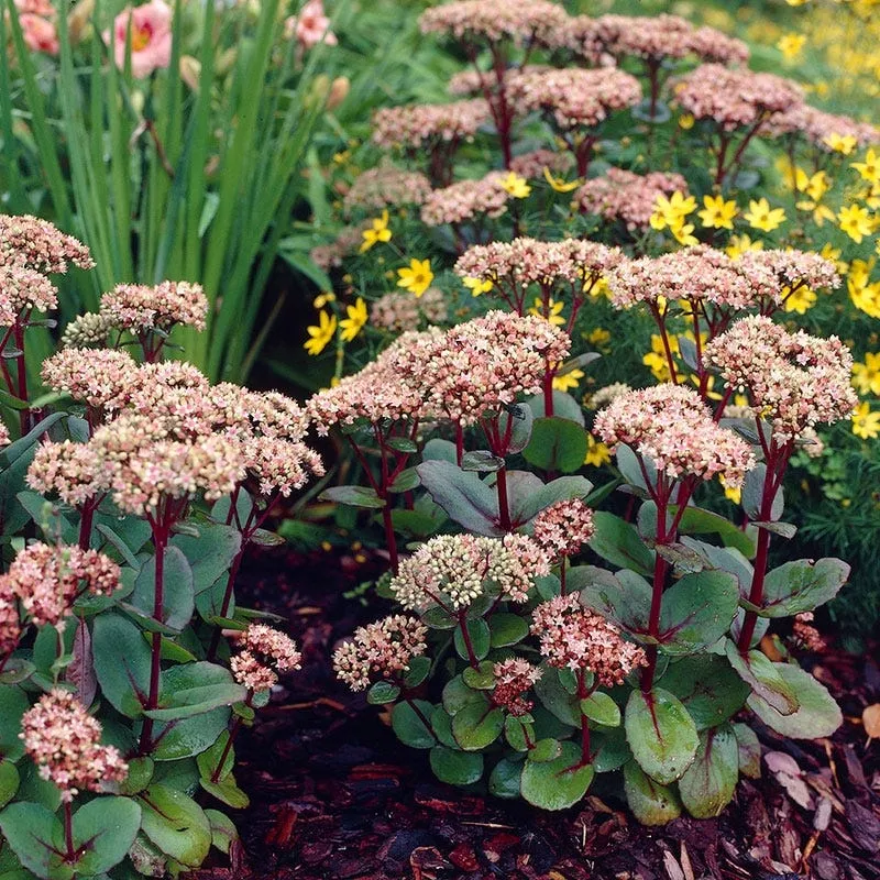 matrona-sedum Matrona Sedum